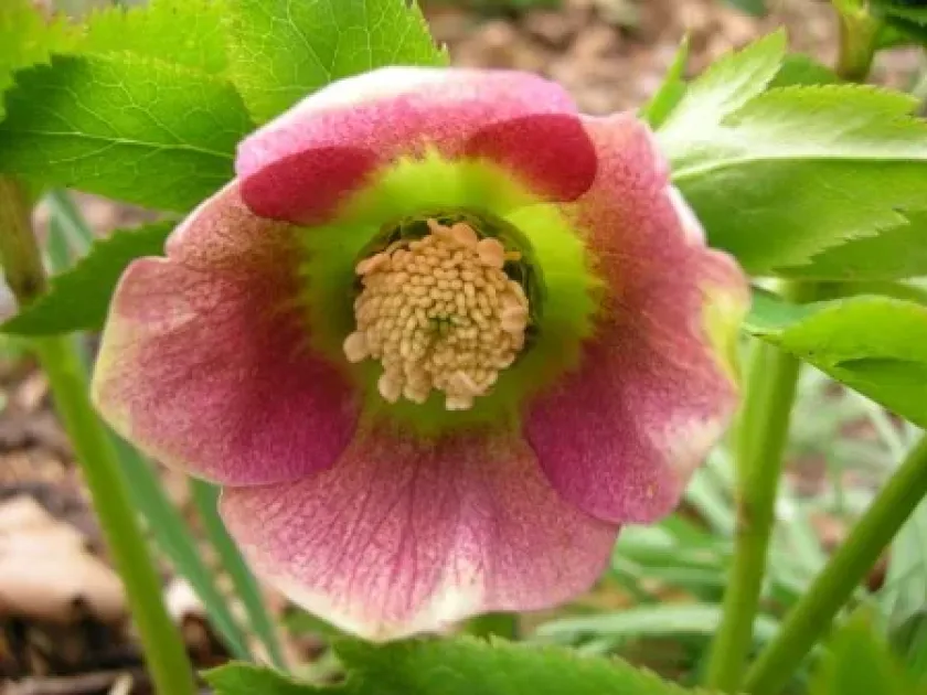 Helleborus torquatus