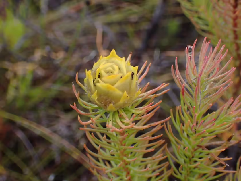 Leucadendron laxum