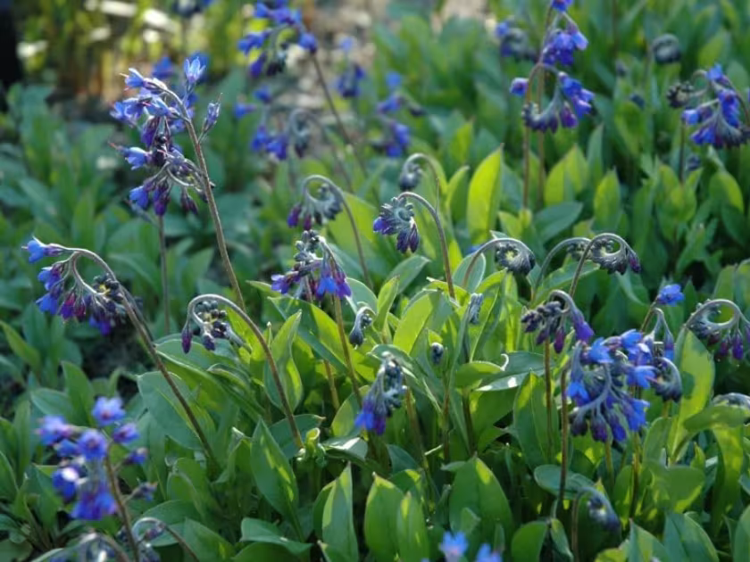 Decalepidanthus primuloides