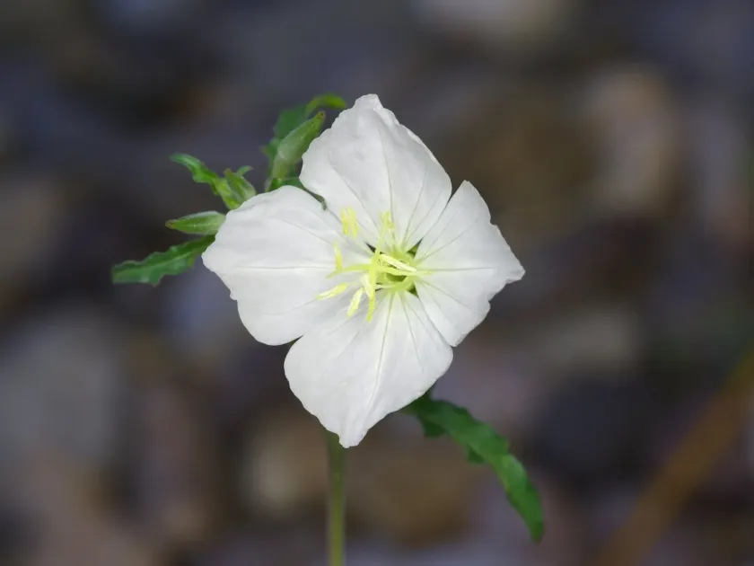 Oenothera kunthiana