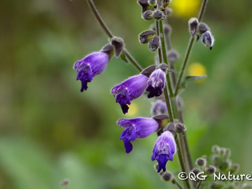 Przewalski's sage
