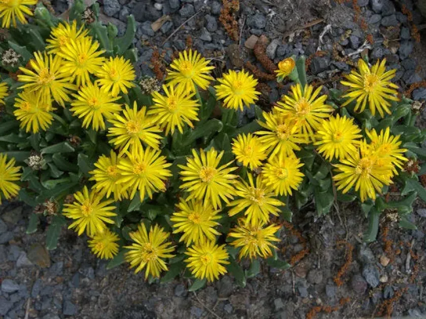 Chasmatophyllum