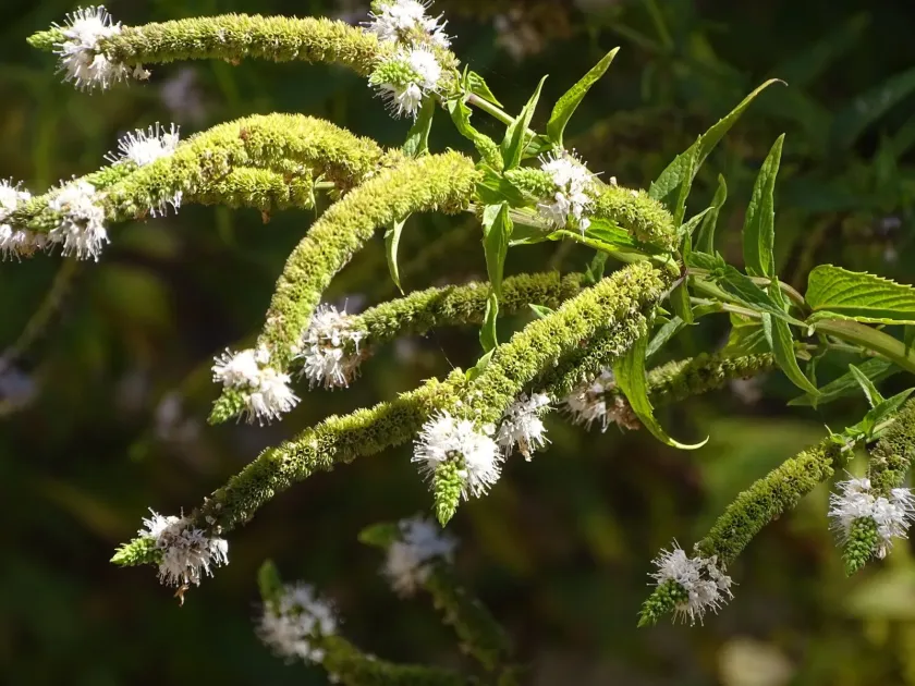 Mentha longifolia