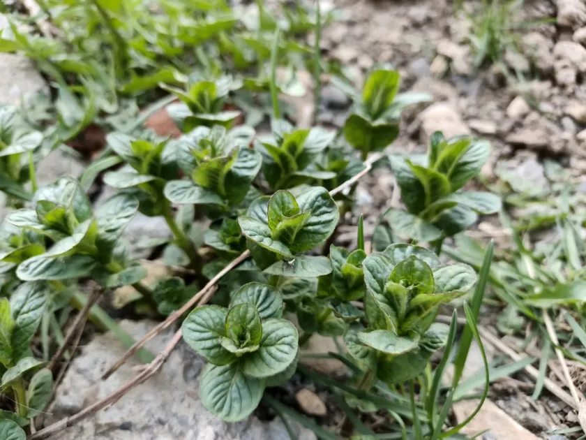 Peppermint