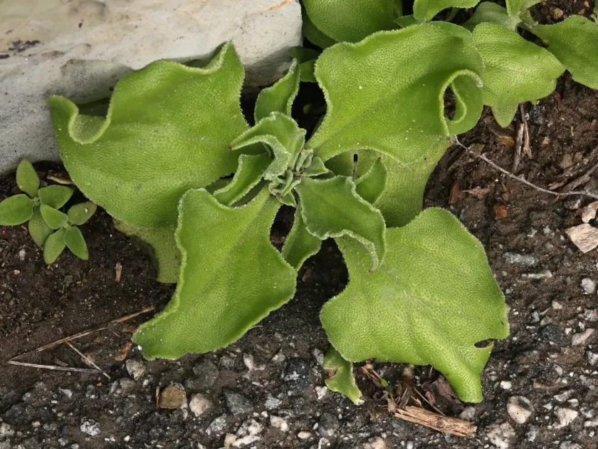 Common ice plant