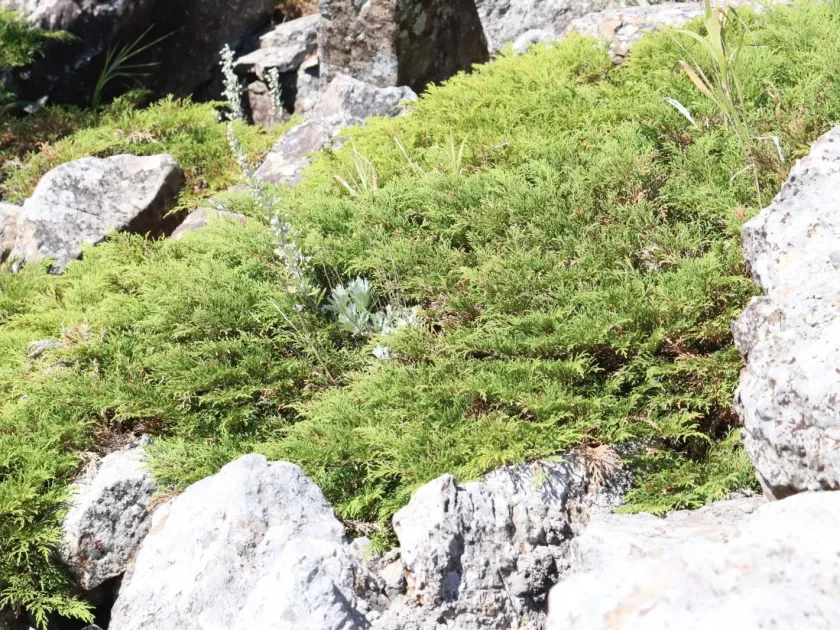 Microbiota