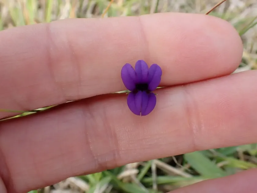 Monopsis unidentata