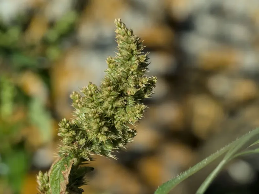 Redroot pigweed