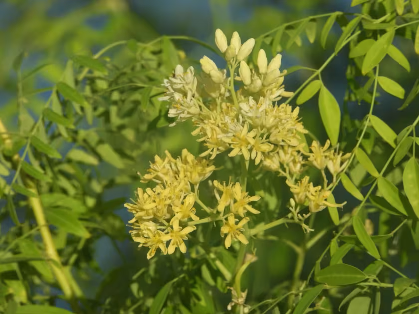 Moringa drouhardii