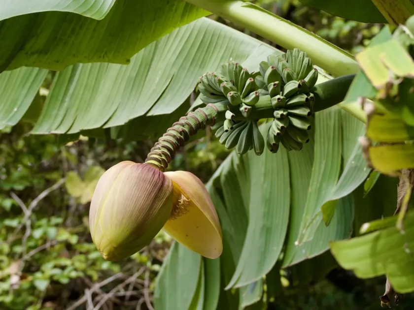 Japanese fiber banana