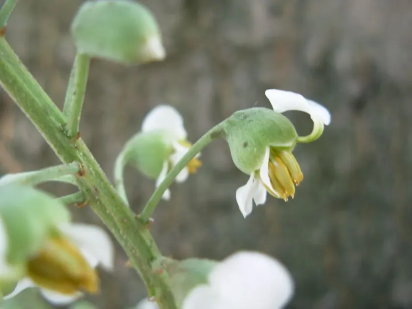 Myroxylon balsamum