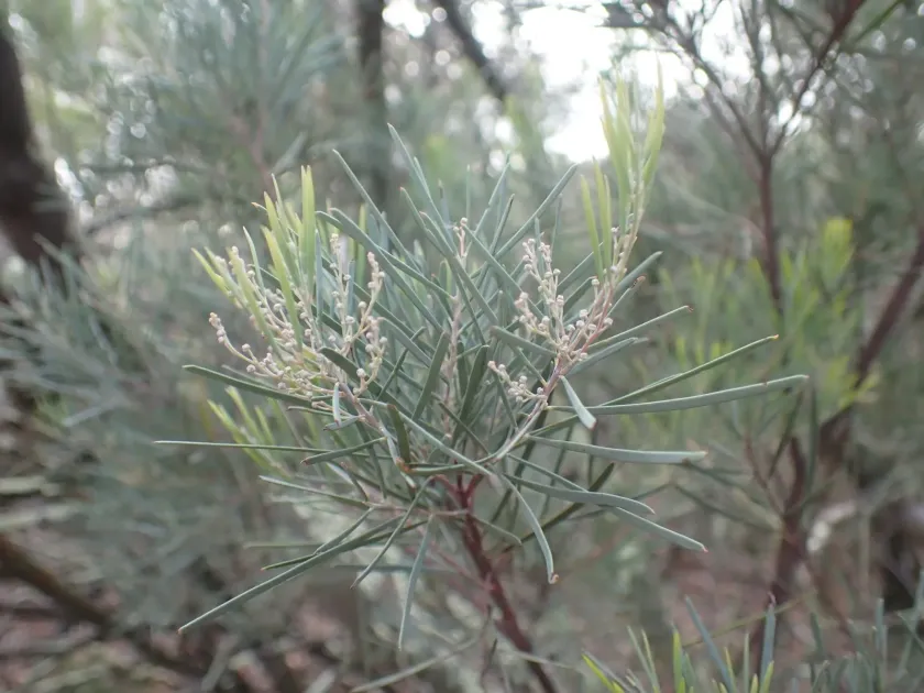 Snowy River wattle