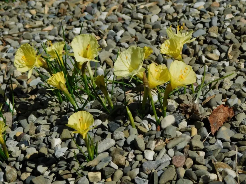 Hoop-petticoat daffodil