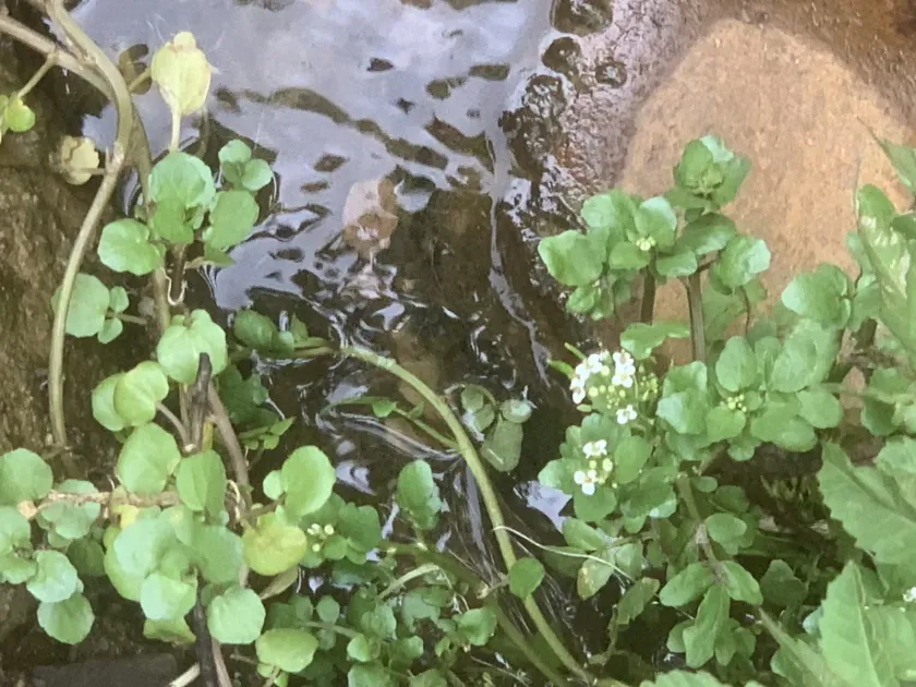 Watercress