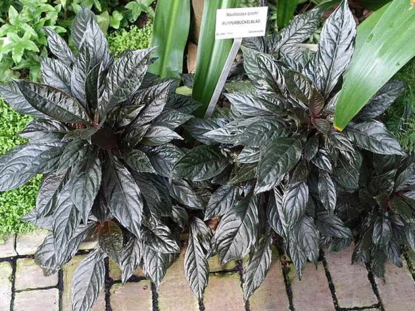 Nautilocalyx lynchii