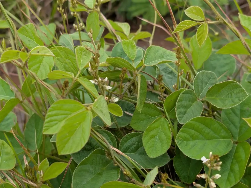 Neonotonia wightii