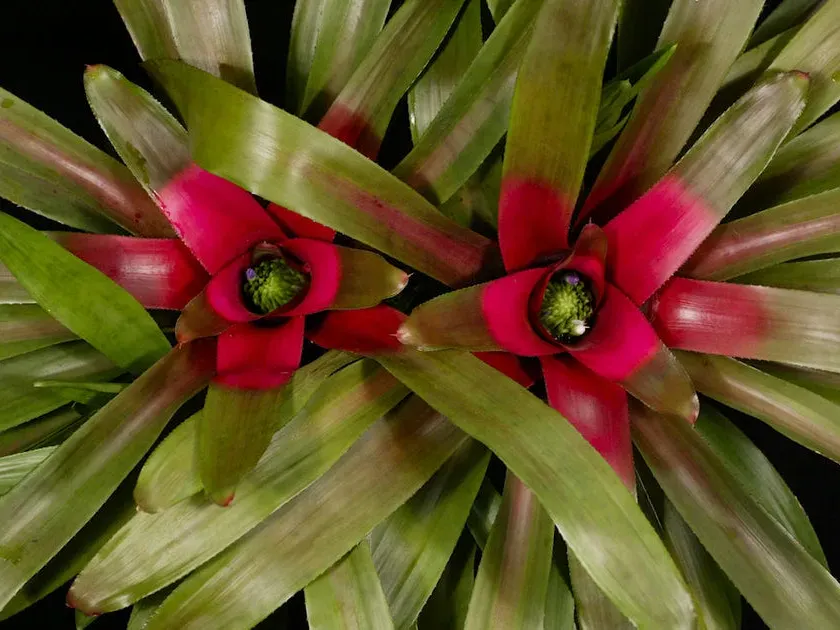 Neoregelia hybrids