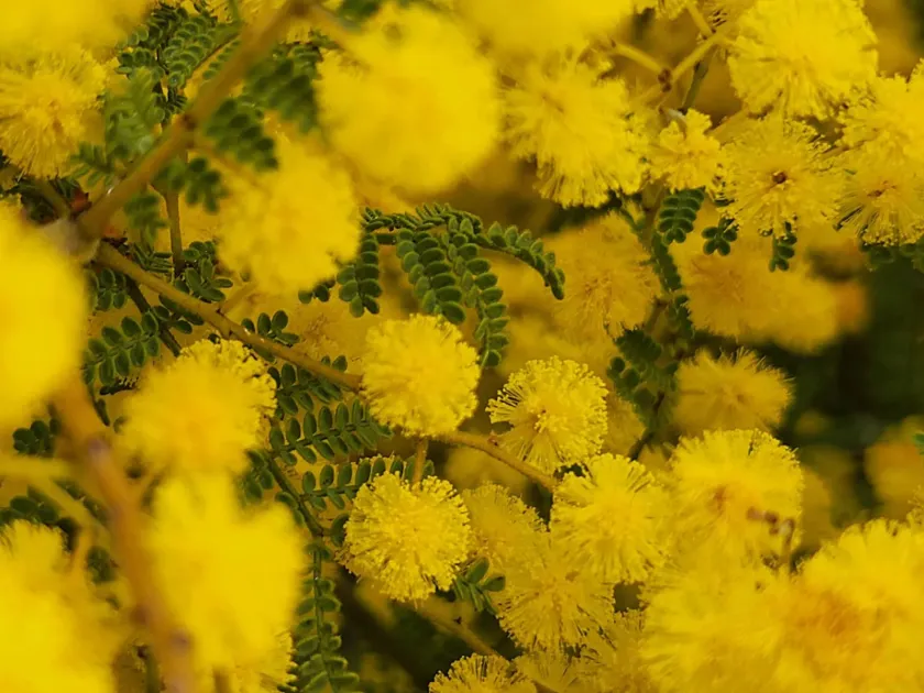 West Wyalong wattle