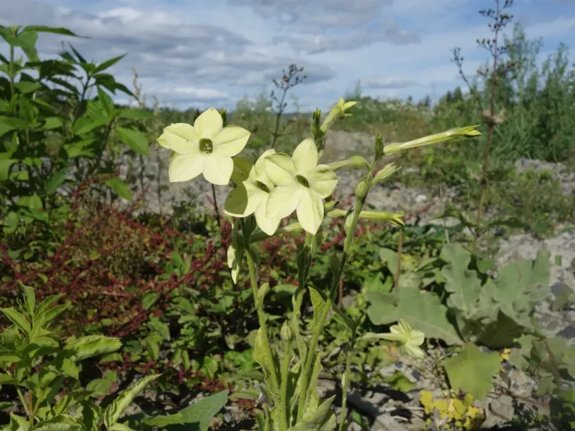 Flowering tobacco
