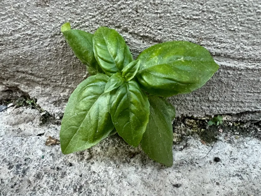Basil