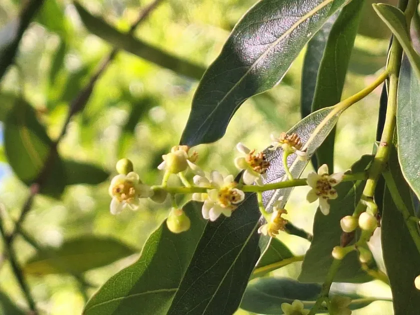 Ocotea acutifolia
