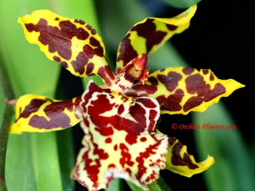 Odontocidium