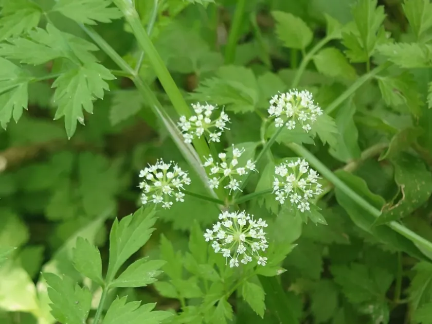 Water dropwort