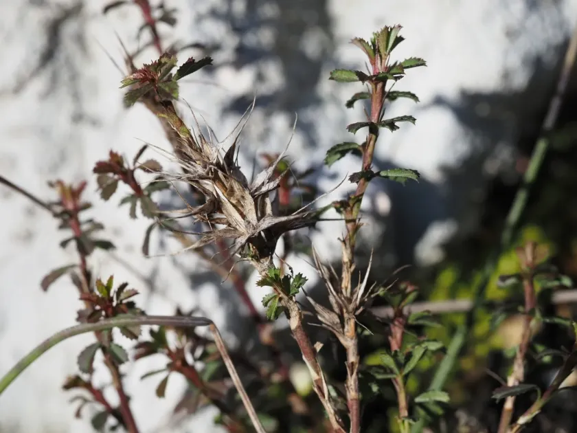 Ononis minutissima