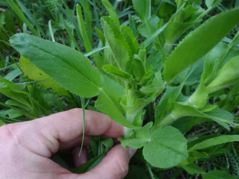 Restharrow