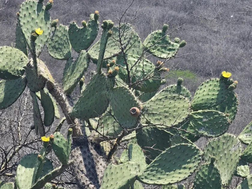 Opuntia hyptiacantha