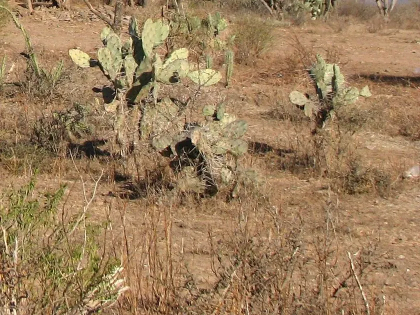 Opuntia lasyacantha