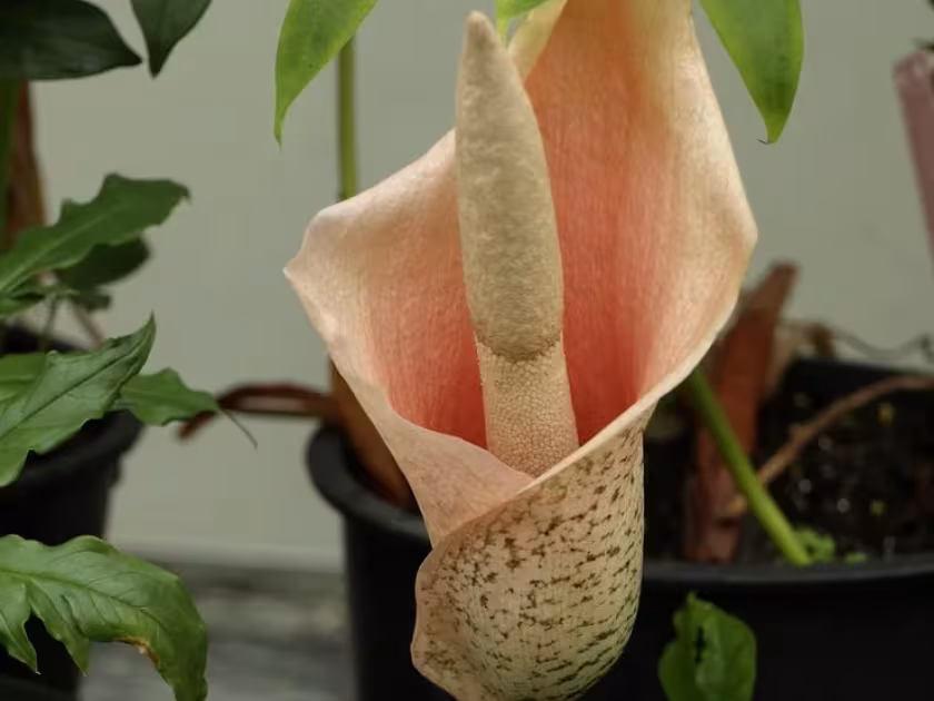 Konjac