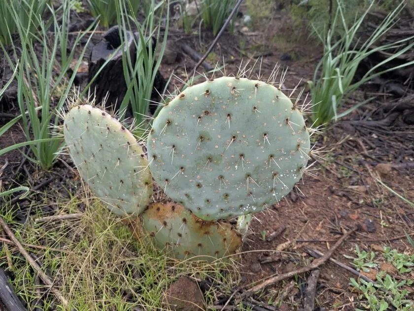 Opuntia robusta