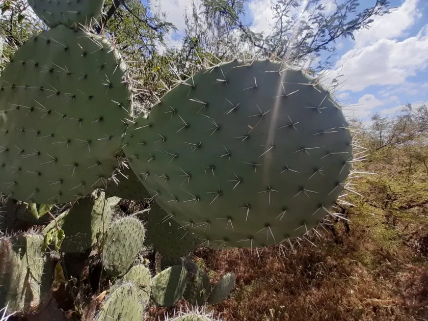 Opuntia streptacantha