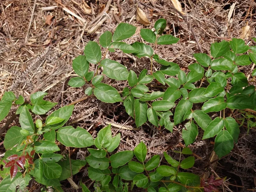 Ampelopsis cantoniensis