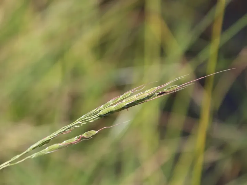 Long-stamen rice