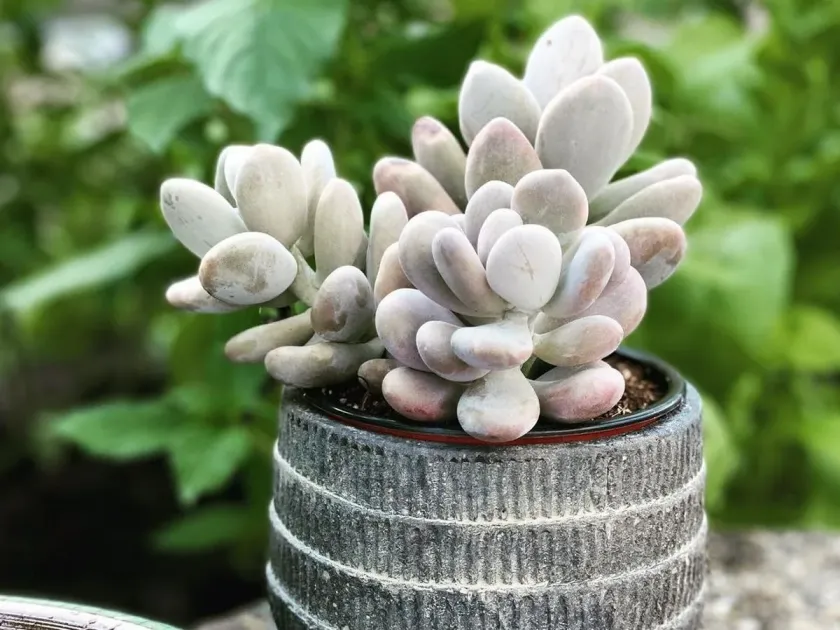 Pachyphytum oviferum