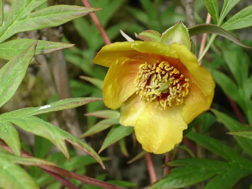 Yellow peony