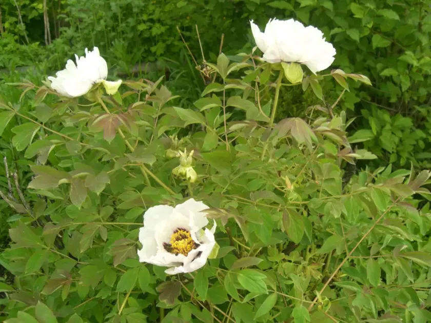 Rock's peony