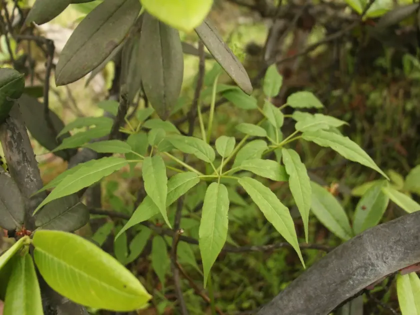 Himalayan ginseng