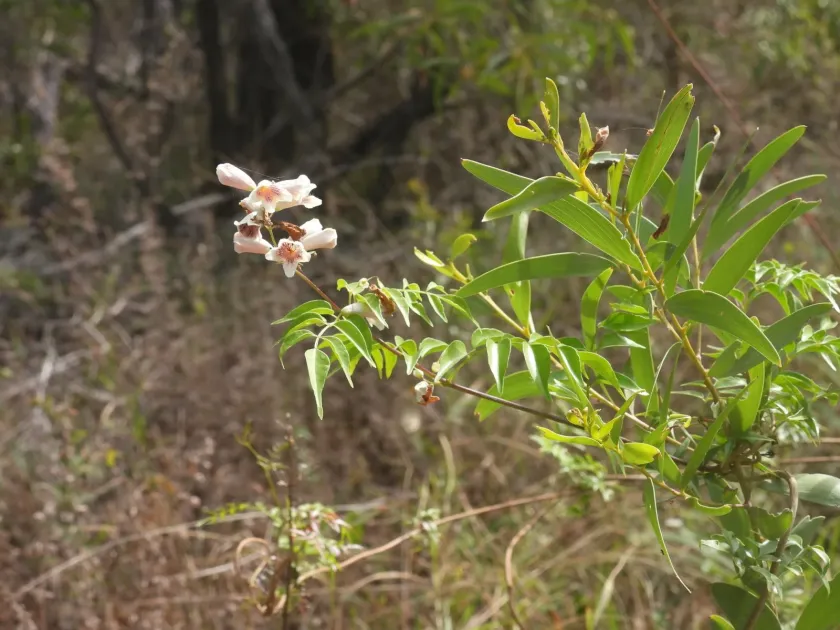 Pandorea pandorana