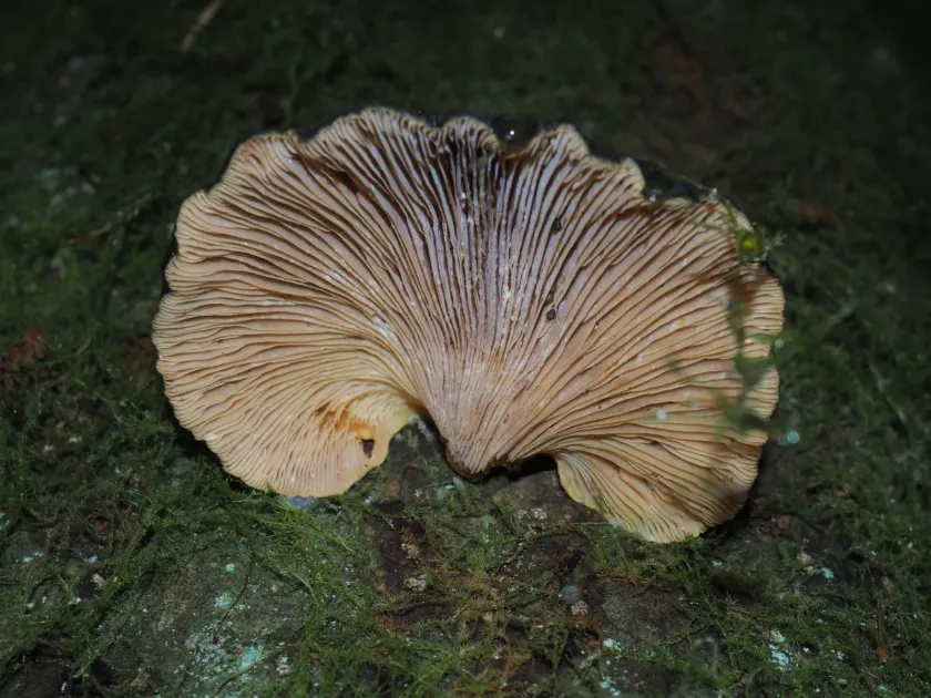 Late Oyster