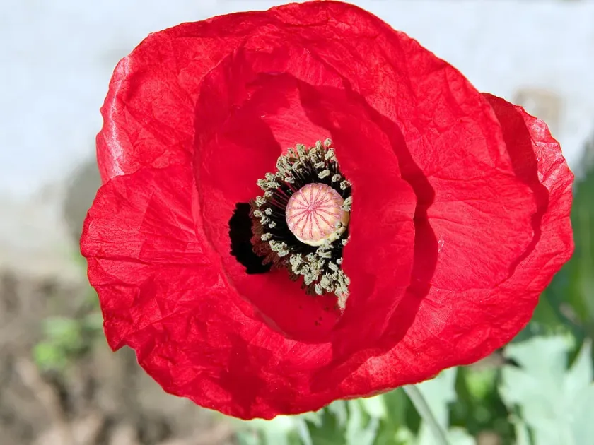 Glaucous poppy