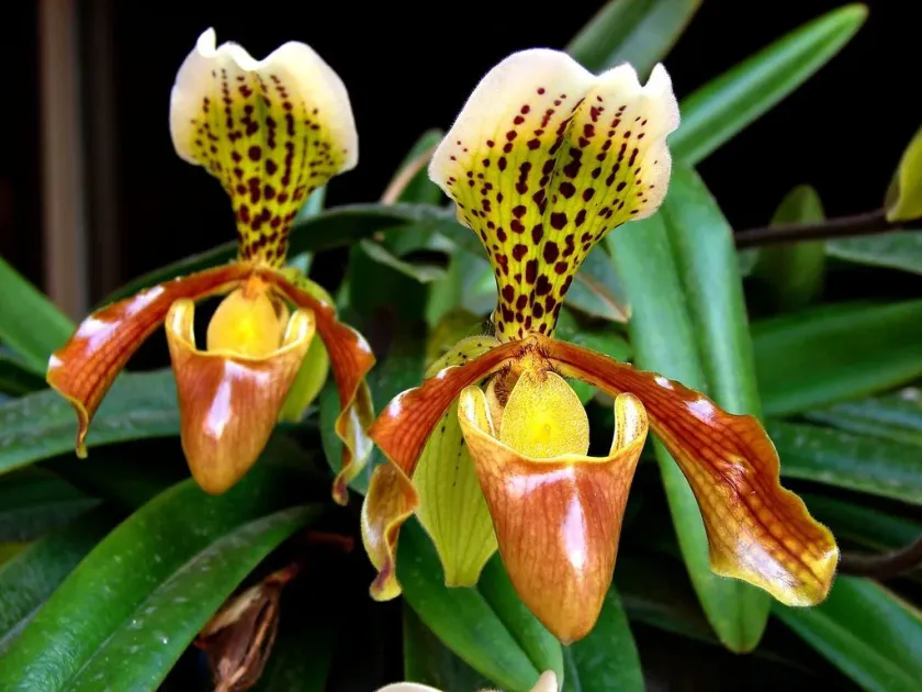 Paphiopedilum insigne