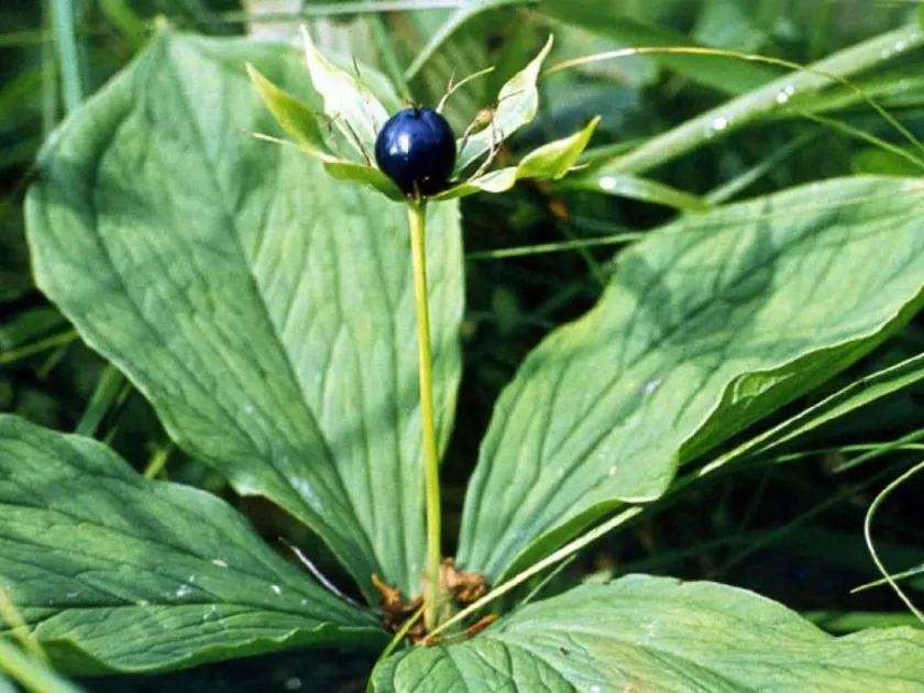 Herb Paris