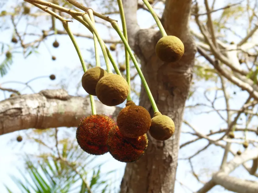 Parkia biglobosa