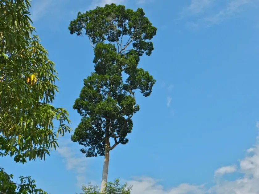 Parashorea malaanonan