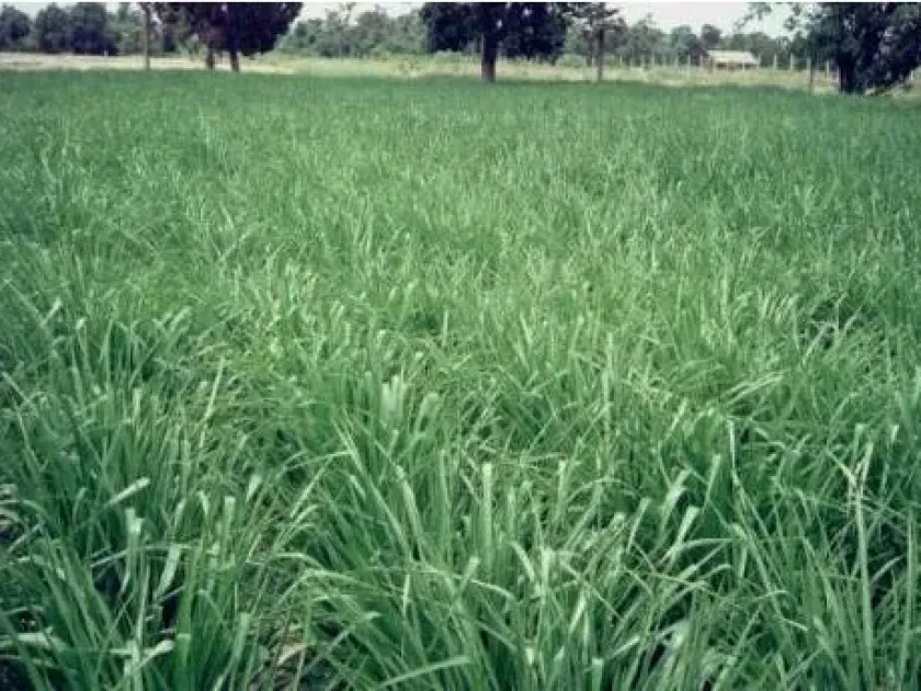 Paspalum atratum