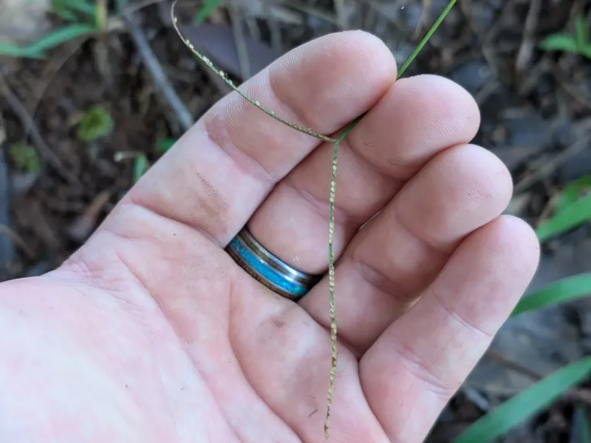 Hilo grass