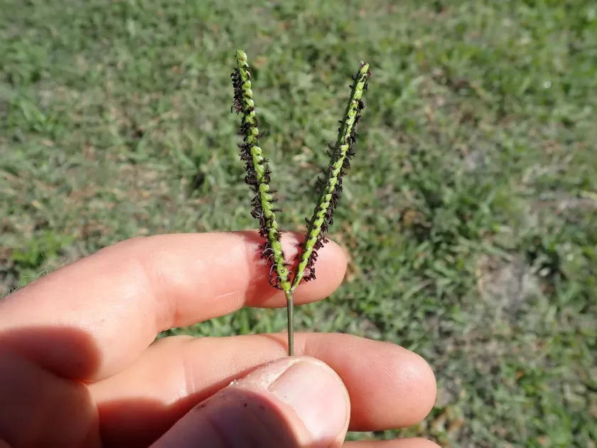 Paspalum notatum